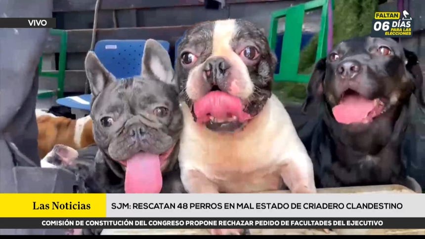 SJM: rescatan a 48 perros en mal estado de salud de presunto criadero clandestino