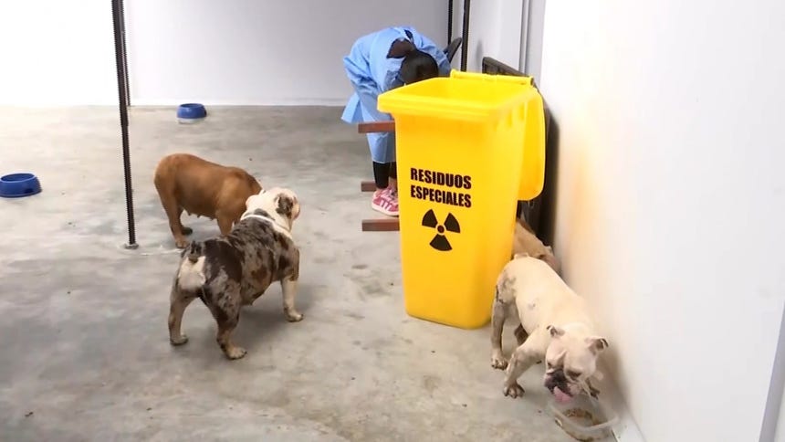 San Juan de Miraflores: perros rescatados de criadero son atendidos en veterinaria municipal