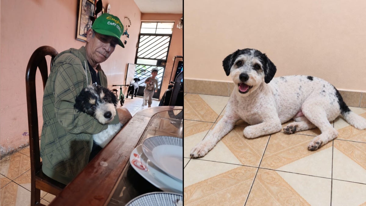 Pulgas es un perro macho que tiene un año y cuatro meses de nacido