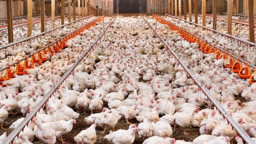 ¡Buenas noticias para el pollo! Perú se declara país libre de la gripe aviar