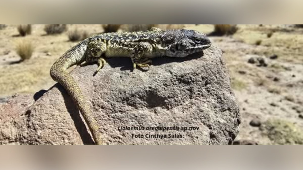 Arequipa: investigadores descubrieron nueva especie de lagartija