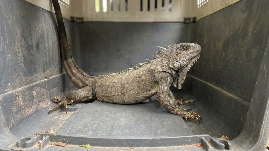 Chanchamayo: rescatan y retornan a su hábitat a una iguana verde hallada en una vivienda de La Merced