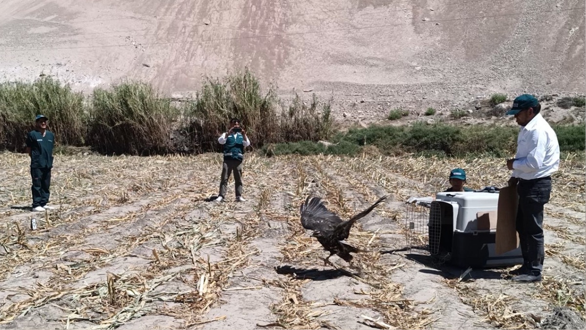 Arequipa: liberan águila mora tras recuperarse de un fuerte golpe [FOTOS]