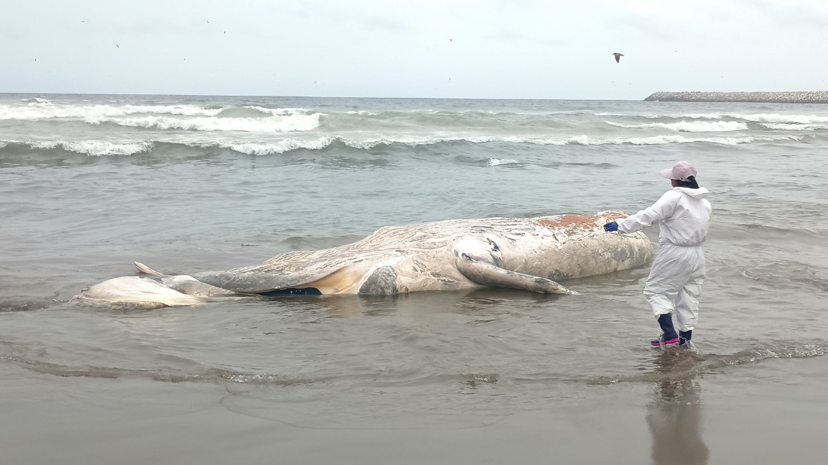 Dos varamientos de ballenas fueron registrados en litoral de Lima en los últimos dos días