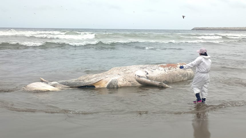 Dos varamientos de ballenas fueron registrados en litoral de Lima en los últimos dos días