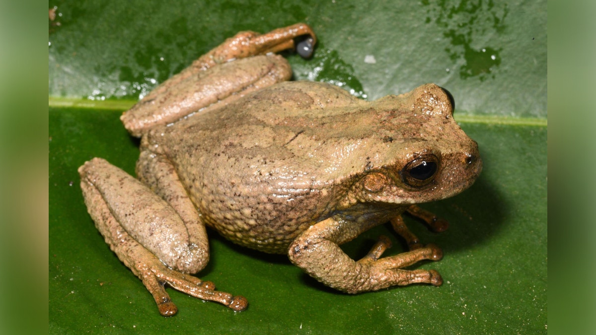 Descubren en bosques de Andes peruanos a una nueva especie de rana marsupial