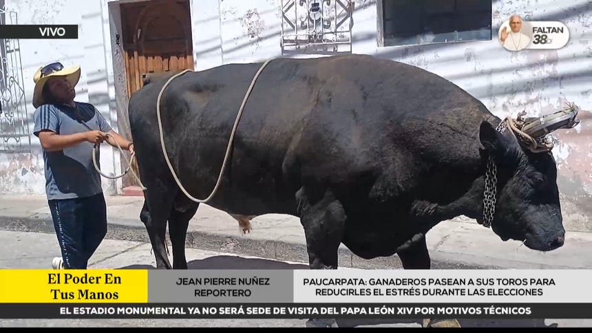 Arequipa: ganaderos pasean a sus toros para reducirles el estrés durante las elecciones en Paucarpata