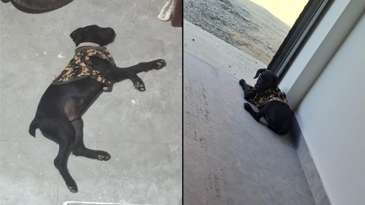 Rocky solía jugar con los demás perritos de la zona