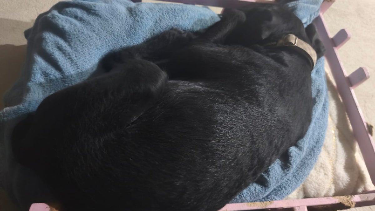 La señora compartió más videos de su perrito Rocky