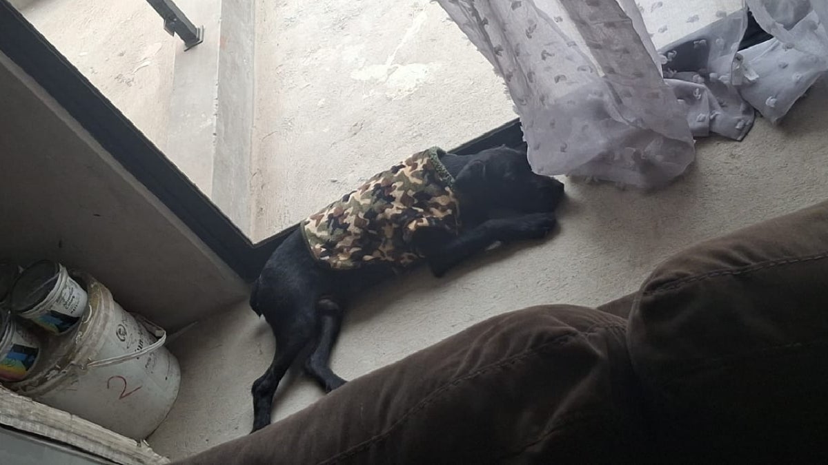Rocky tiene ocho meses de nacido y no conoce la calle