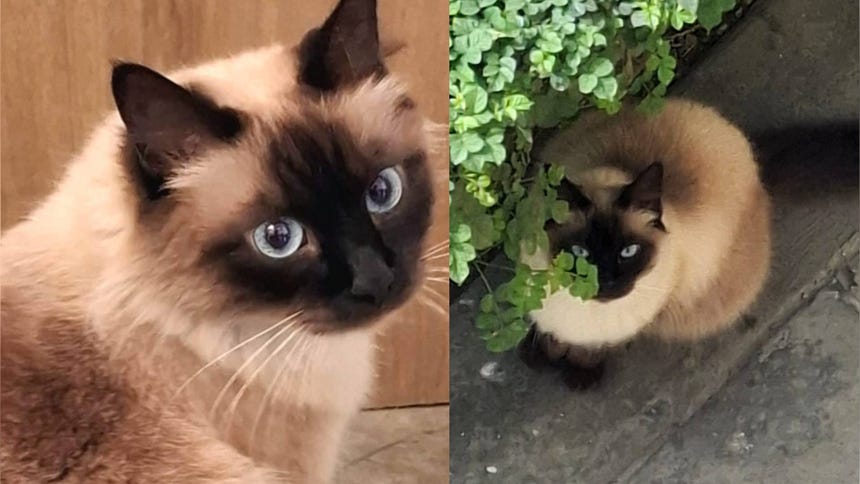 San Juan de Lurigancho: piden ayuda para encontrar a gatita Kira que desapareció hace dos días