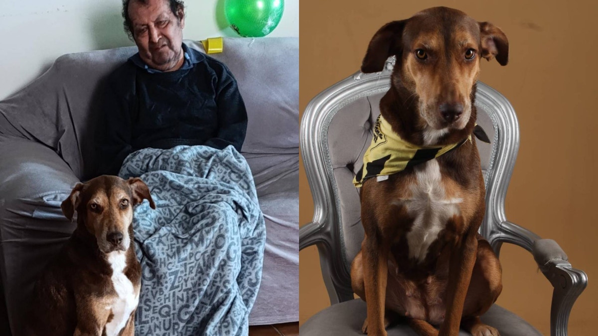 San Juan de Miraflores: familia pide ayuda para encontrar a su perrita Canela que brinda soporte emocional