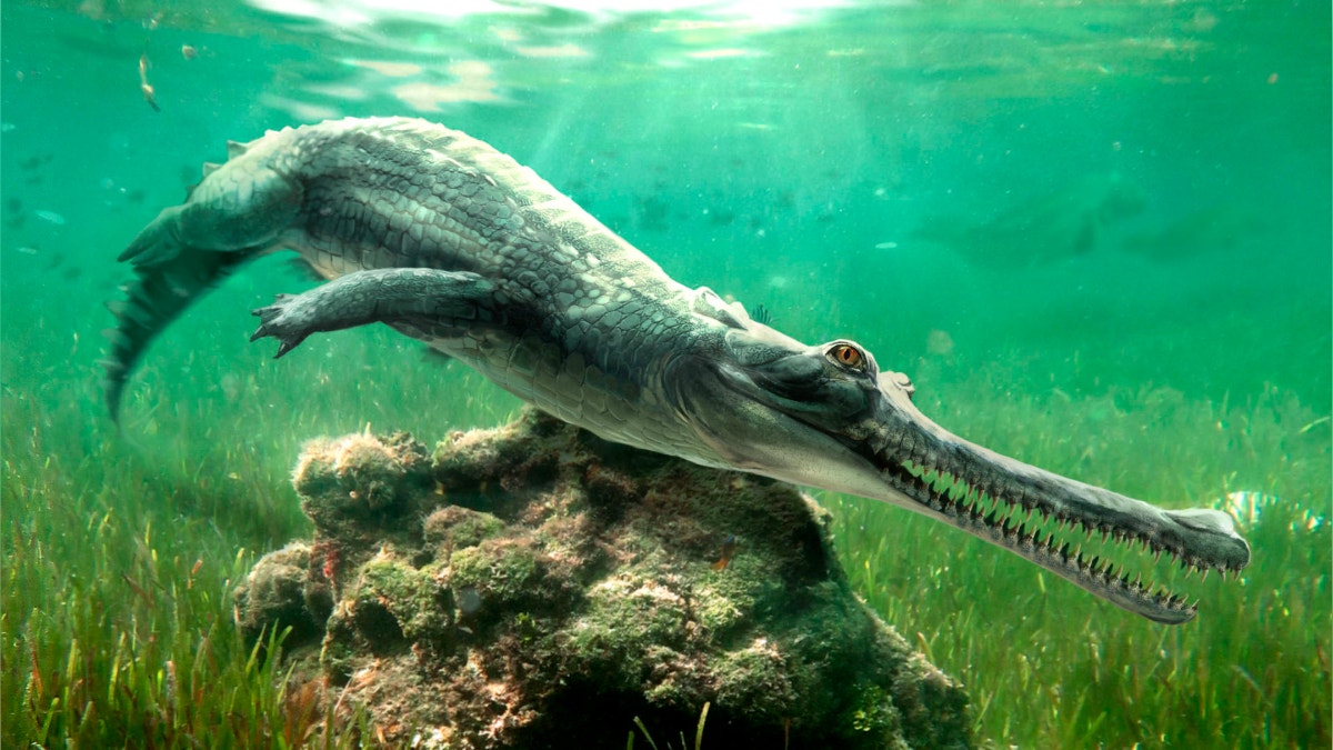Descubren una nueva especie de cocodrilo entre las rocas de la Gran Esfinge de Egipto