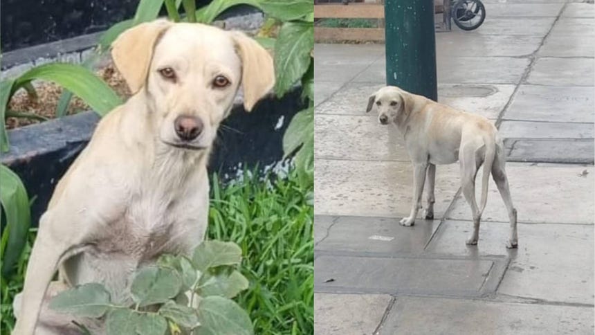 La Victoria: familia busca a perrita que desapareció hace tres semanas