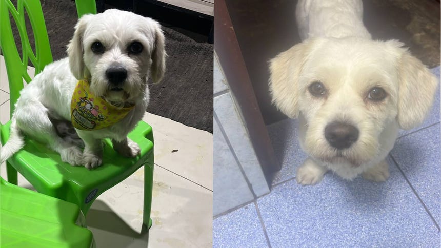 Villa María del Triunfo: familia busca a perrito 'King' que desapareció hace una semana