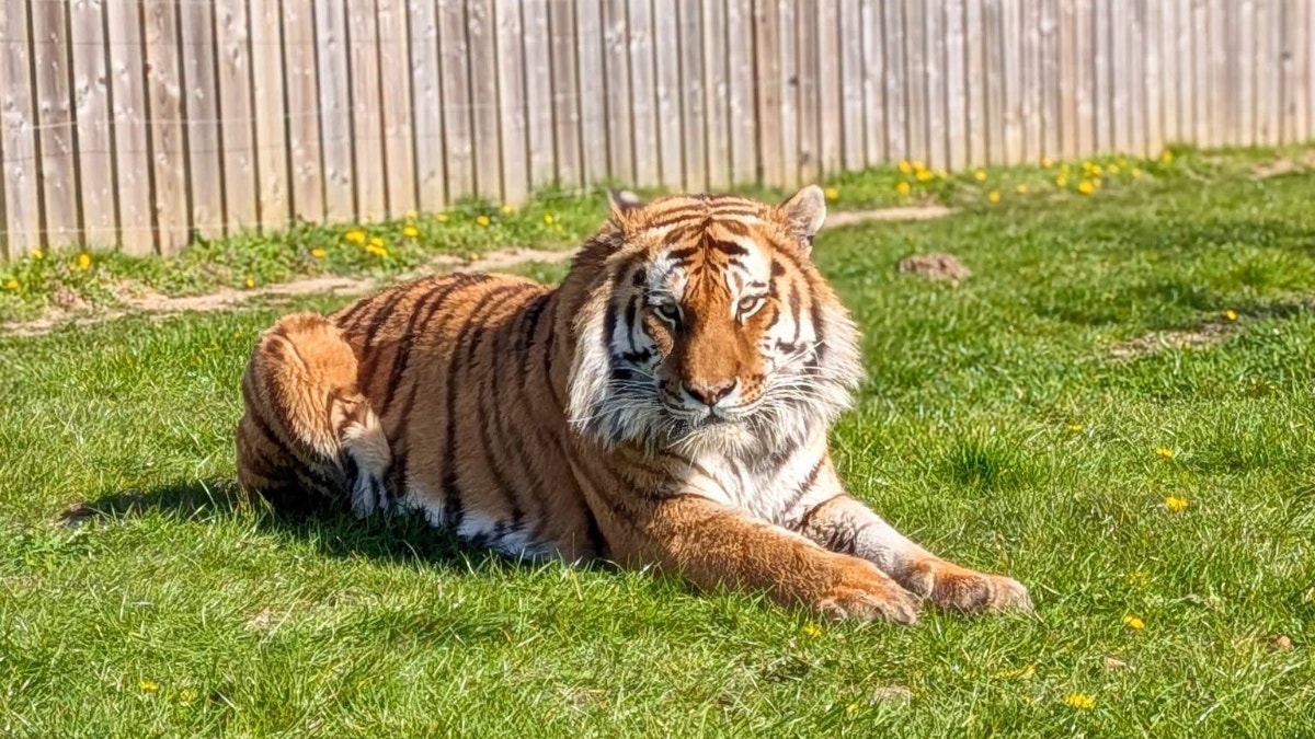 Inglaterra: un hombre murió atacado por un tigre tras ingresar a su área en un zoológico de Doncaster