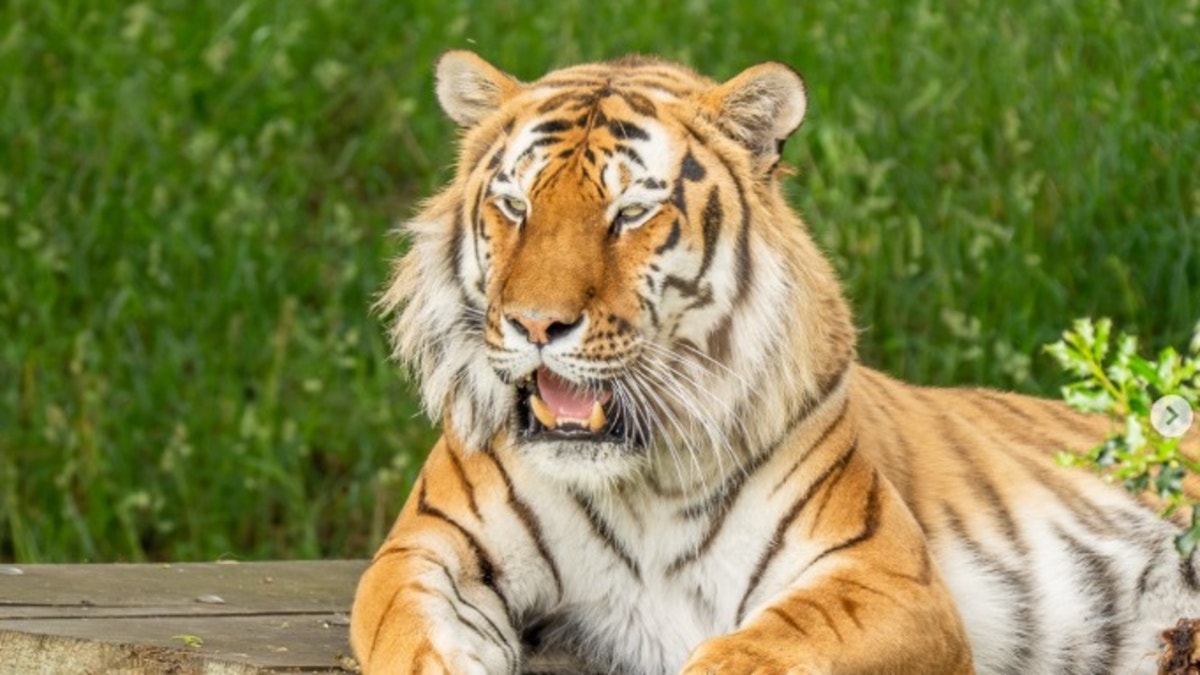 ¿Qué pasará con el tigre que atacó y provocó la muerte de un hombre en un zoológico de Inglaterra?