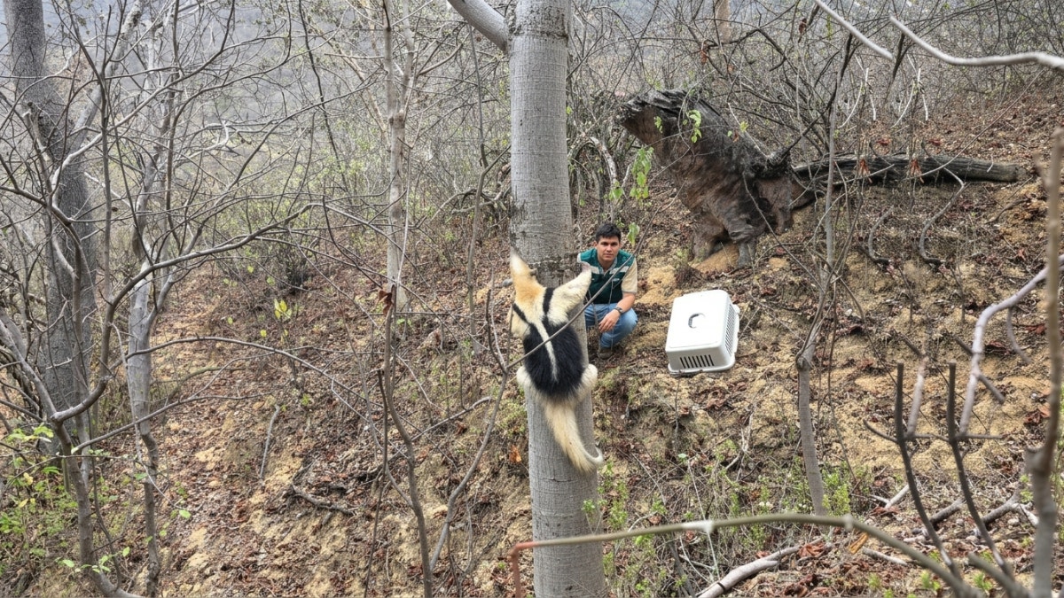 Piura: oso hormiguero fue regresado a su hábitat tras ser rescatado con quemaduras en un grifo