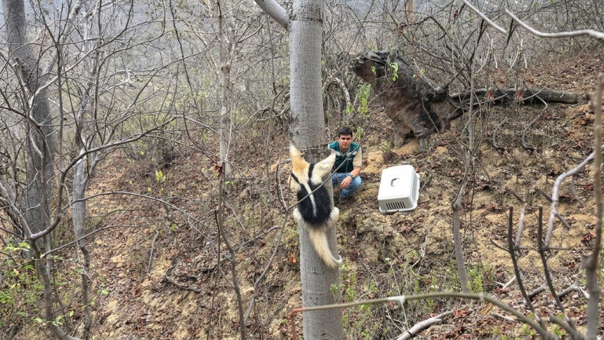 Piura: oso hormiguero fue regresado a su hábitat tras ser rescatado con quemaduras en un grifo