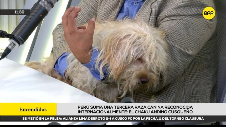 Perú suma una tercera raza canina reconocida internacionalmente: conoce al chaku andino cusqueño