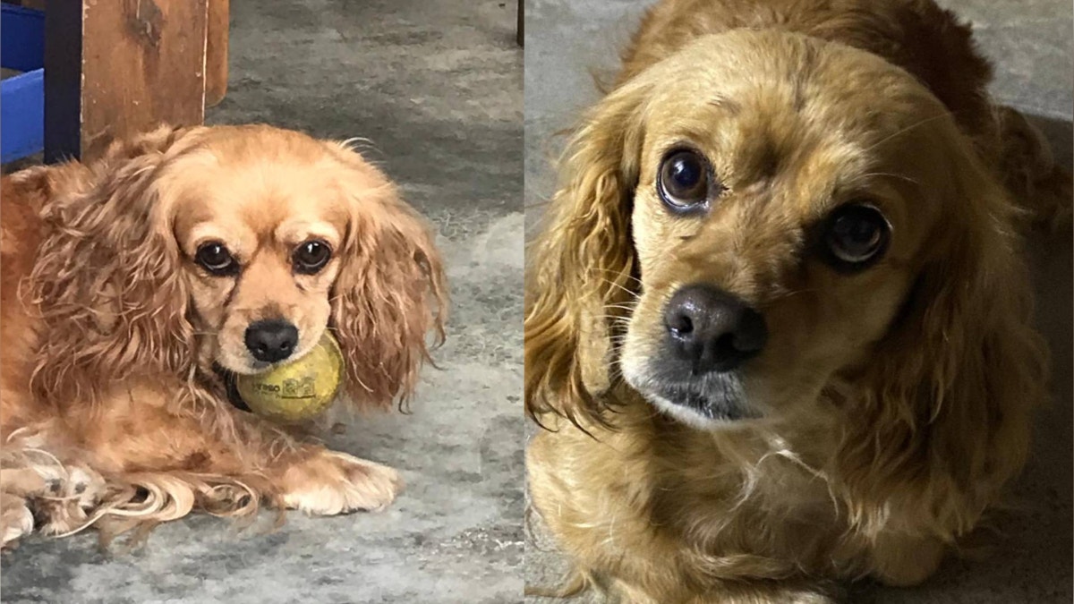 Villa María del Triunfo: familia busca a perrita que se perdió tras escapar por el ruido de los fuegos artificiales