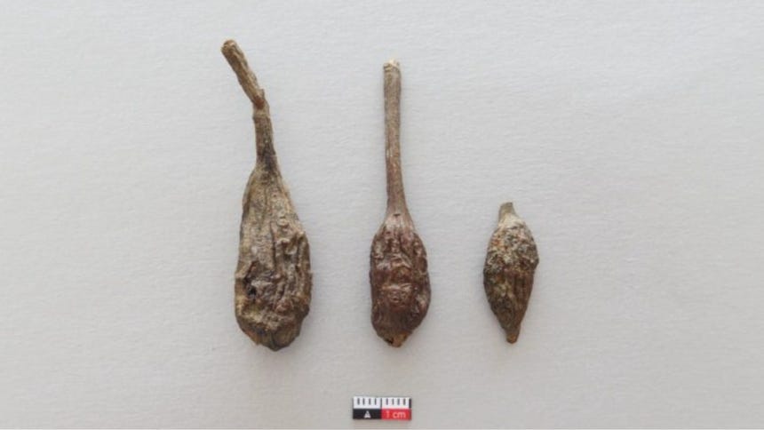 Ejemplares de ulluchus hallados durante las excavaciones.