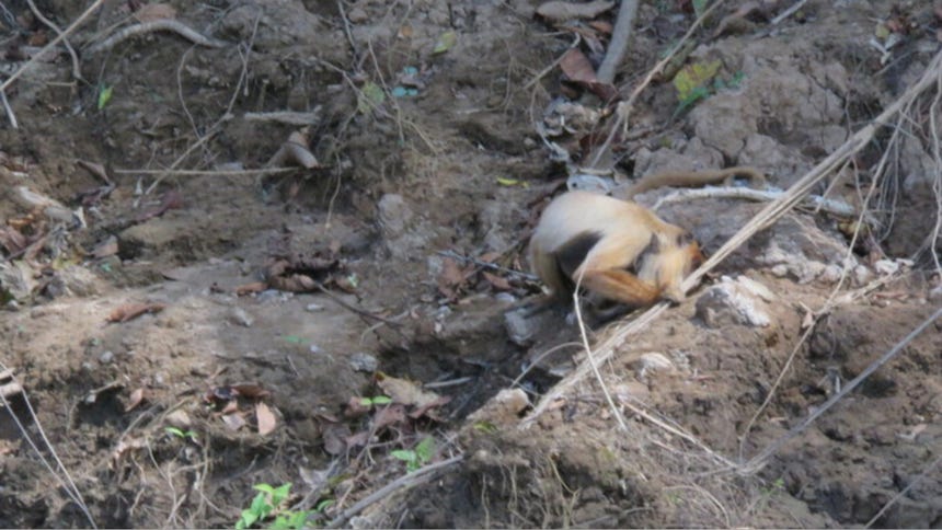 Fotografían por primera vez a un cotomono rojo con un inusual pelaje claro en el Parque Nacional del Manu