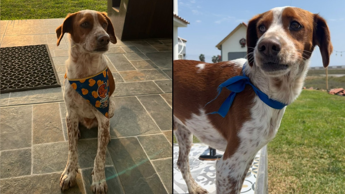 San Bartolo: perrito rescatado llamado Dobby se perdió tras salir de su casa en San José