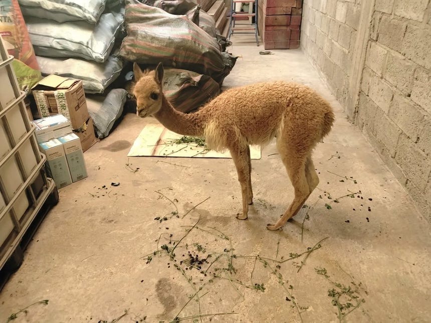 Serfor informó que el camélido se trata de una cría de seis meses de nacida.  