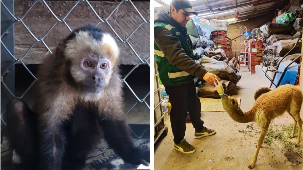 Puno: recuperan mono machín hallado en colegio y una vicuña encontrada en medio de ganado doméstico