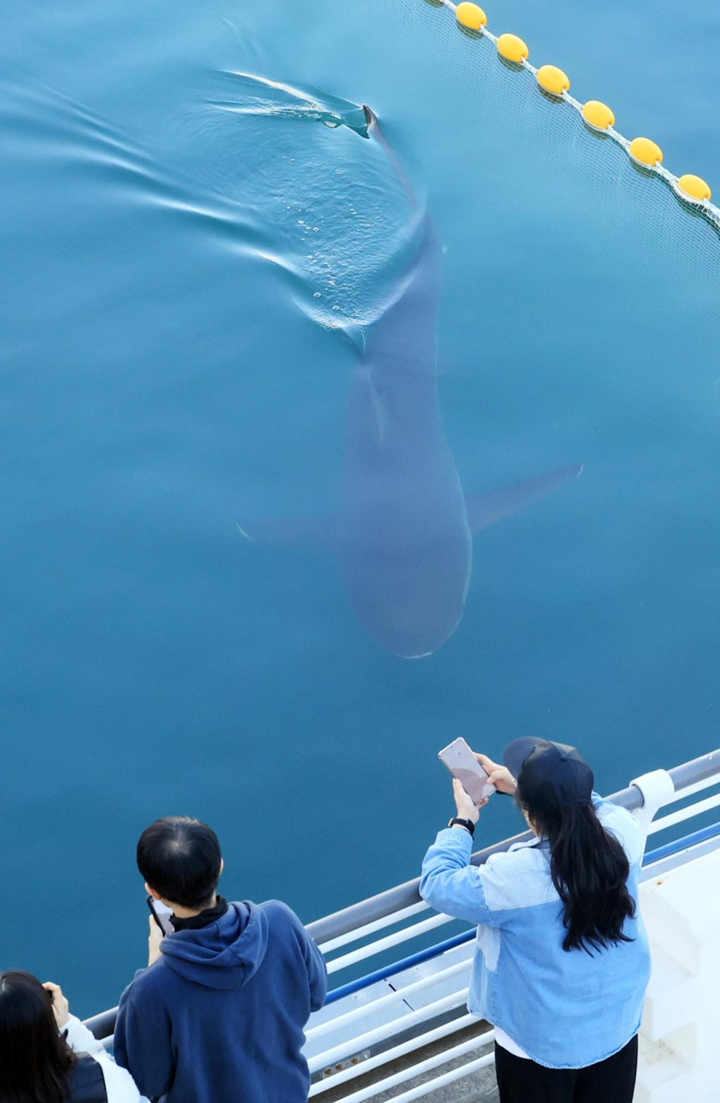 Un tiburón que atrae a miles de turistas tras haber quedado varado en un canal en la ciudad portuaria de Busan, en el sureste de Corea del Sur, regresó este jueves al estrecho, apenas un día después de haber sido guiado hacia el mar por los equipos de rescate.