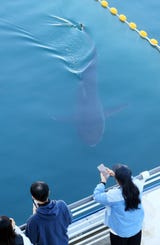 Un tiburón que atrae a miles de turistas tras haber quedado varado en un canal en la ciudad portuaria de Busan, en el sureste de Corea del Sur, regresó este jueves al estrecho, apenas un día después de haber sido guiado hacia el mar por los equipos de rescate.