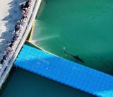 En la víspera, un equipo de funcionarios municipales y de la Guardia Costera dirigió al tiburón hembra, apodada Bukangi, hacia la salida del canal utilizando una red, pero los medios locales informaron de que el animal fue avistado posteriormente nadando de regreso al canal, tras haber roto aparentemente una barrera.