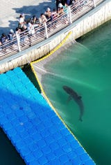 Esta hembra de tiburón oscuro de tres metros de largo fue avistada por primera vez en el canal el 18 de septiembre y, desde entonces, esta zona se ha convertido en una atracción turística que hasta el domingo había recibido más de 1.6 millones de visitantes, informa la agencia de noticias surcoreana Yonhap.