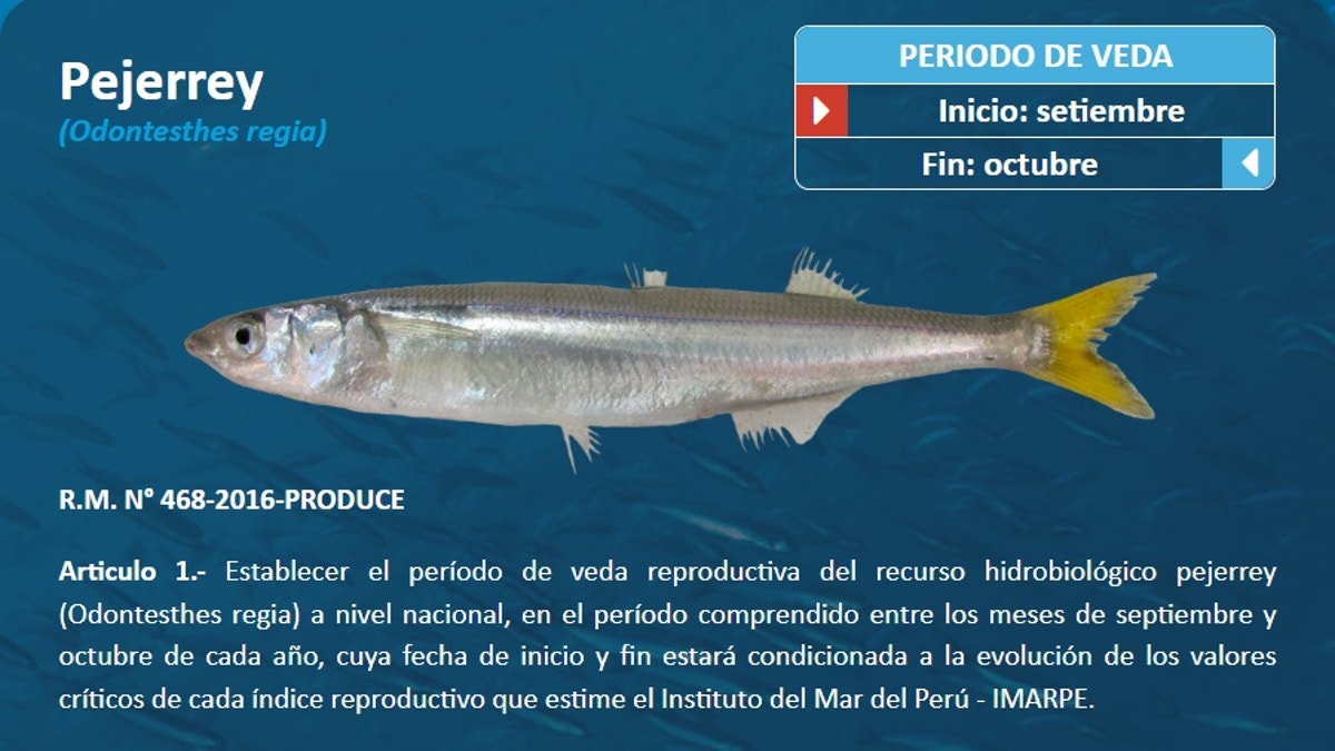 Chorrillos: venden pan con pejerrey en mercado La Paradita pese a veda de la especie