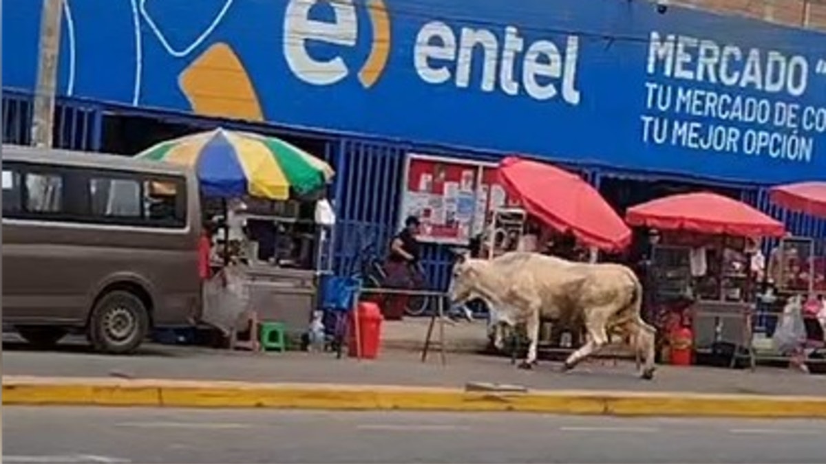 Lurín: toro escapa de camión y causa alarma en los alrededores del mercado San Pedro