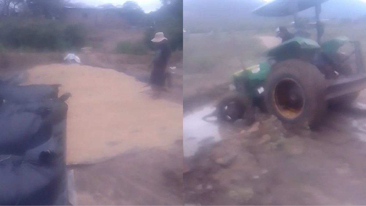 Miles de soles en pérdidas por cultivos de arroz dañados por las lluvias en el distrito piurano de Las Lomas