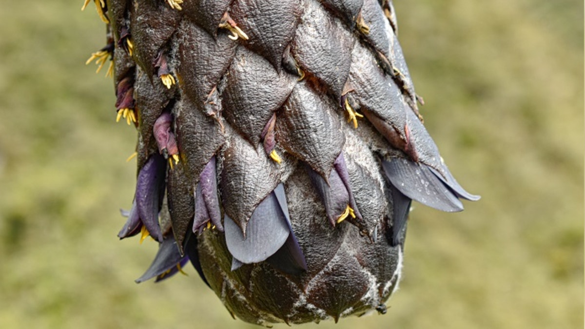 Descubren una nueva especie en el Parque Nacional del Manu: así es la puya ukumari