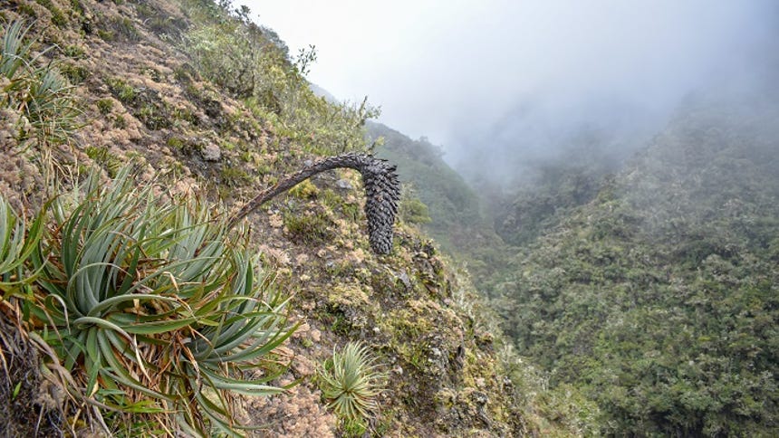 La nueva especie puede llegar a medir hasta dos metros de altura y destaca por sus pétalos de color azul muy oscuro, casi negro.