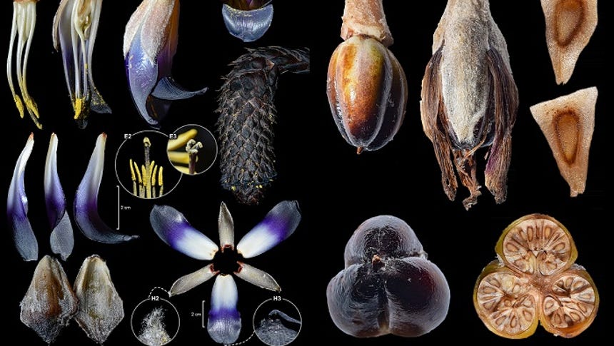 El primer registro de la puya ukumari que permitió su descripción se remonta a agosto del 2025. 