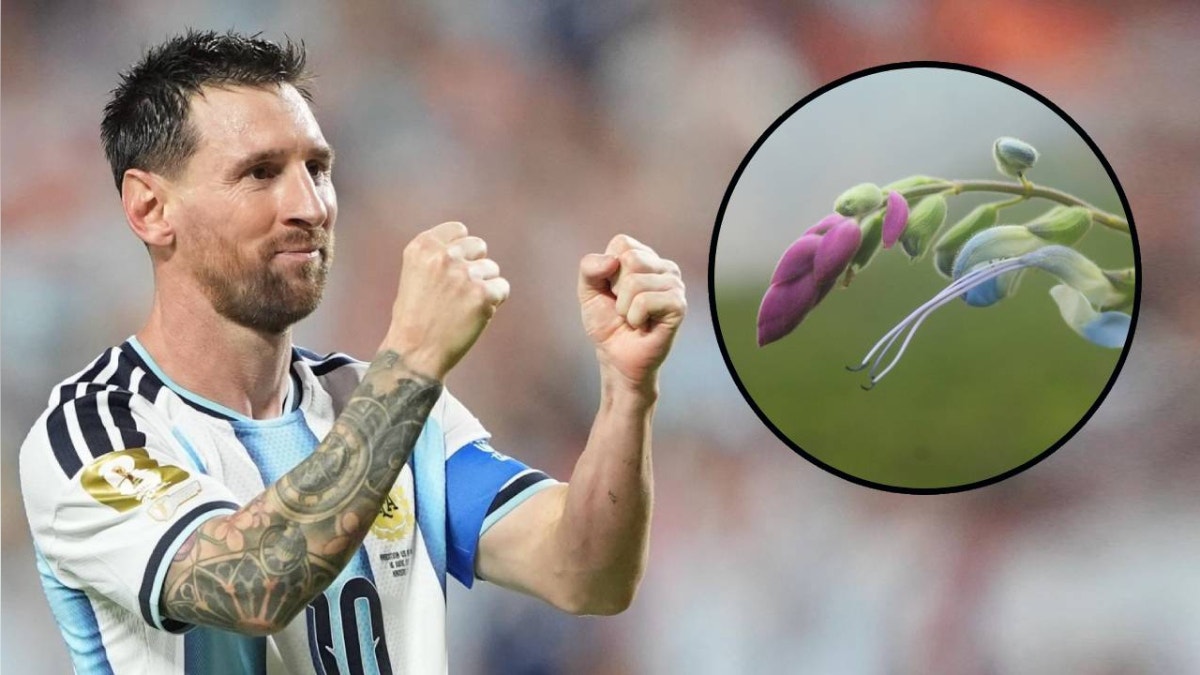 Bautizan en honor a Lionel Messi una nueva especie de planta de flores celestes en Perú