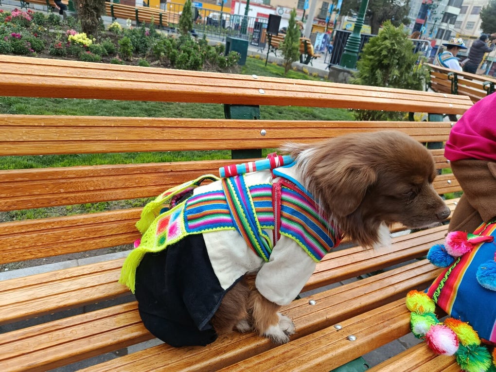 Charlie bebé, su perrito, también se sumó a las celebraciones por el centenario de Juliaca con un atuendo característico de los machuaychas.