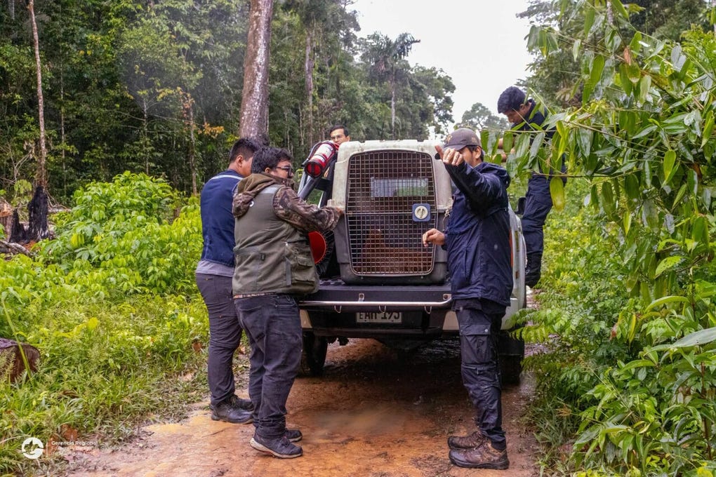 Posteriormente, el ejemplar fue trasladado fuera de la zona urbana para su liberación en un entorno natural, alejado de los asentamientos humanos.