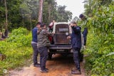Posteriormente, el ejemplar fue trasladado fuera de la zona urbana para su liberación en un entorno natural, alejado de los asentamientos humanos.