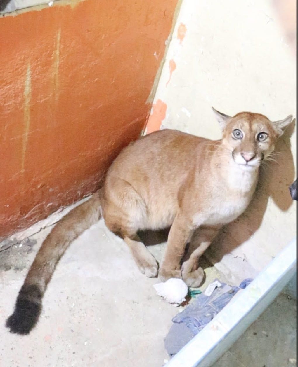 La Gerencia Regional Forestal y de Fauna Silvestre (Gerfor) de Madre de Dios rescató un ejemplar juvenil de puma concolor (Puma concolor), que había ingresado a una vivienda de la localidad de Puerto Pastora, generando preocupación entre sus habitantes.