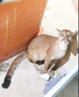 La Gerencia Regional Forestal y de Fauna Silvestre (Gerfor) de Madre de Dios rescató un ejemplar juvenil de puma concolor (Puma concolor), que había ingresado a una vivienda de la localidad de Puerto Pastora, generando preocupación entre sus habitantes.