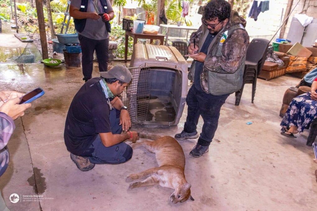 Ante esta situación, se activaron los protocolos correspondientes para garantizar la seguridad de los pobladores y el bienestar del felino.