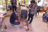 Ante esta situación, se activaron los protocolos correspondientes para garantizar la seguridad de los pobladores y el bienestar del felino.