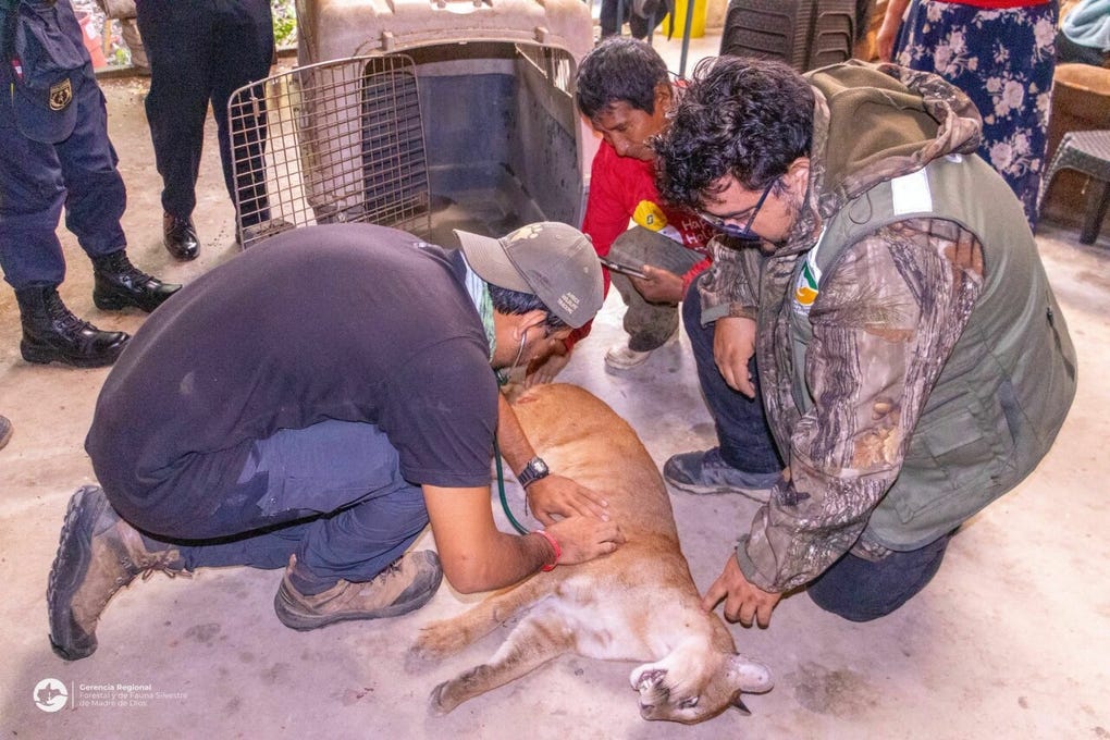 Durante la intervención, se empleó un dardo tranquilizante para facilitar la captura y manejo seguro del animal, bajo las medidas técnicas correspondientes.