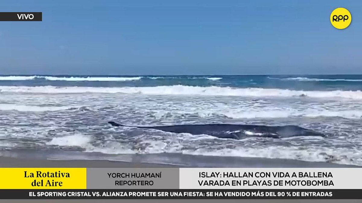 Arequipa: ballena varada agoniza en playa de la provincia de Islay [VIDEO]